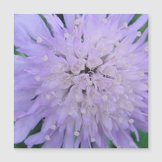 Lila Blume Magnetkarte (Vorderseite)