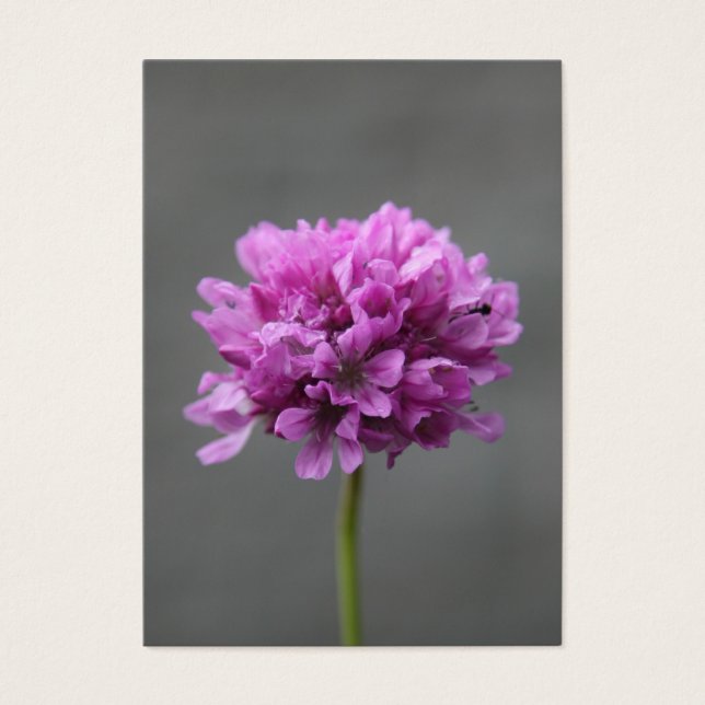 lila Blume mit Ameise (Vorderseite)