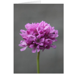 lila Blume mit Ameise