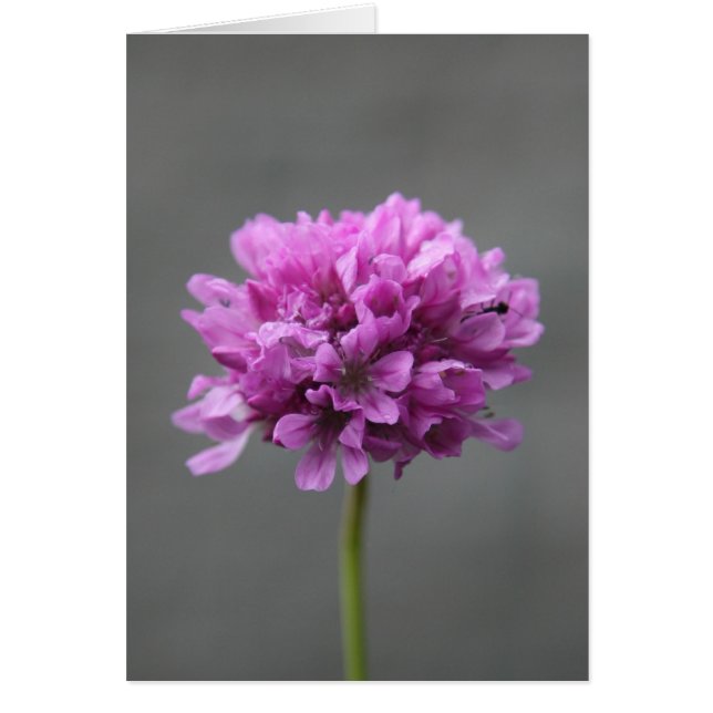 lila Blume mit Ameise (Vorne)