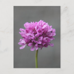 lila Blume mit Ameise Postkarte