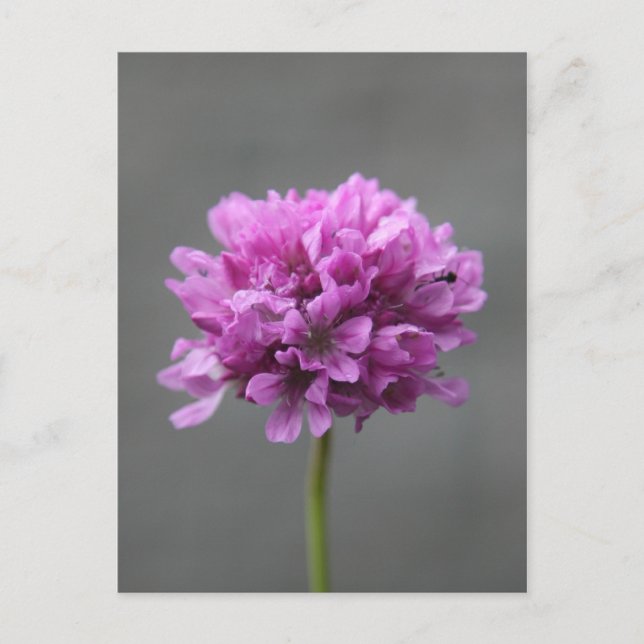 lila Blume mit Ameise Postkarte (Vorderseite)