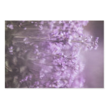 Lila Blume Natur Foto