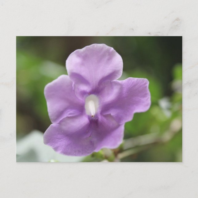 Lila Blume Nr. 3 Postkarte (Vorderseite)