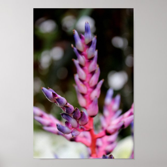 Lila Blume Poster (Vorne)