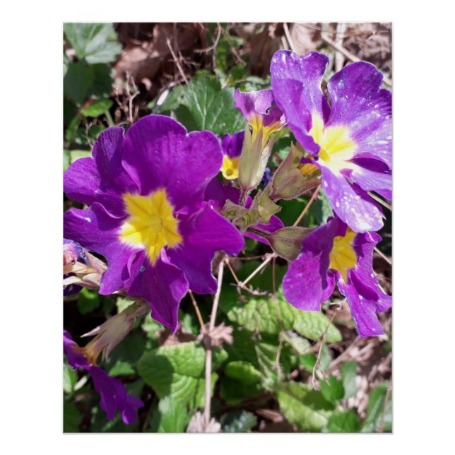 Lila Blume Poster (Vorderseite)