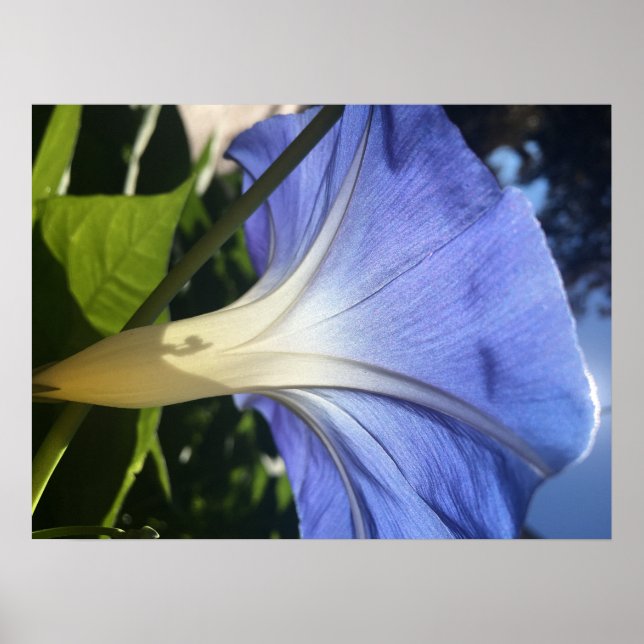 Lila Blume Poster (Vorne)