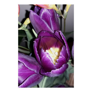 Lila Blume Poster
