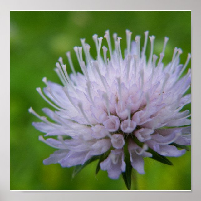 Lila Blume Poster (Vorne)