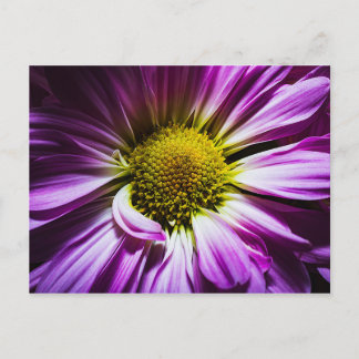 Lila Blume Postkarte