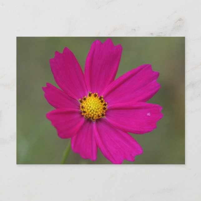 lila Blume Postkarte (Vorderseite)