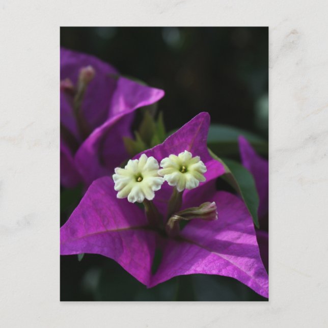 Lila Blume Postkarte (Vorderseite)