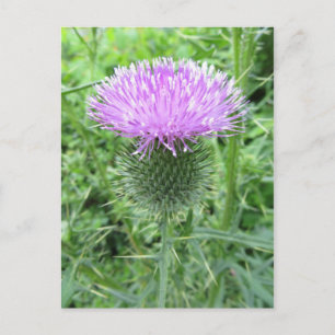 Lila Blume Postkarte