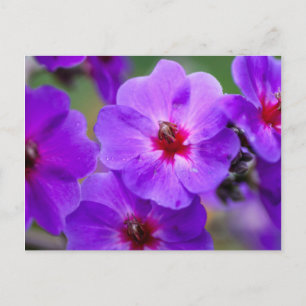 Lila Blume Postkarte