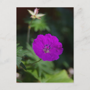 Lila Blume Postkarte