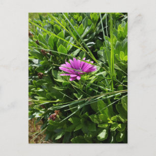 Lila Blume Postkarte