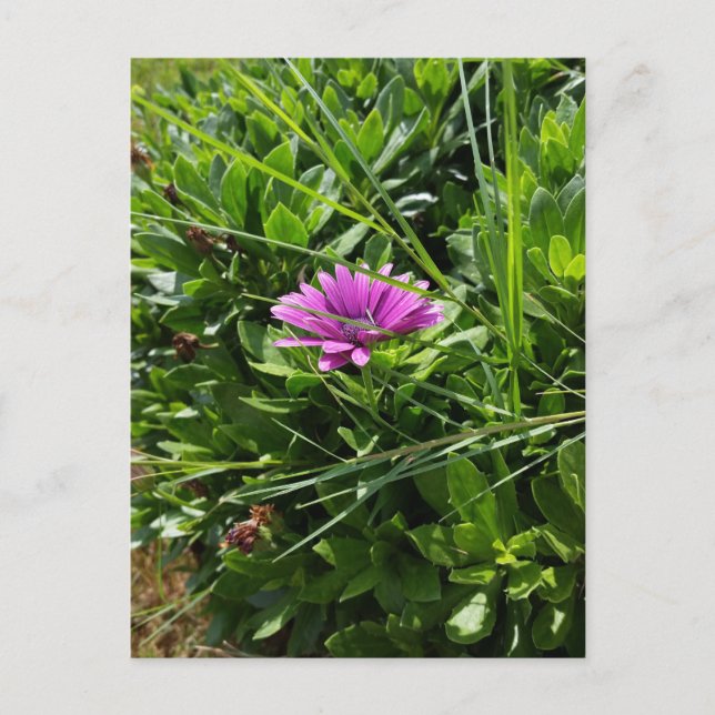 Lila Blume Postkarte (Vorderseite)