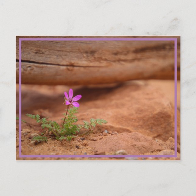 lila Blume Postkarte (Vorderseite)