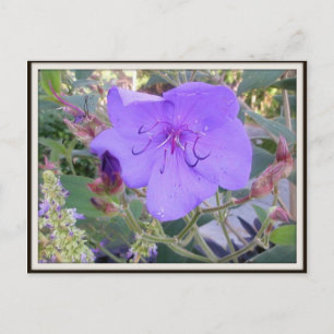 Lila Blume Postkarte
