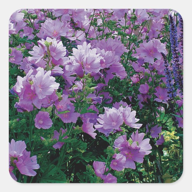 Lila Blume Quadratischer Aufkleber (Vorderseite)