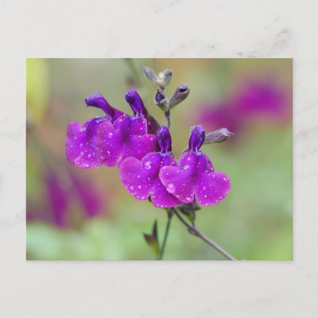 Lila Blume Salvia Postkarte (Vorderseite)