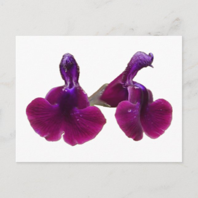 Lila Blume Salvia Postkarte (Vorderseite)