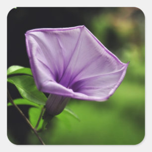 Lila Blume zum grünen Hintergrund Quadratischer Aufkleber