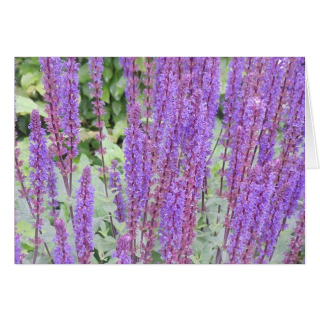 Lila Blumen, Brügge, Belgien (Vorderseite (Horizontal))