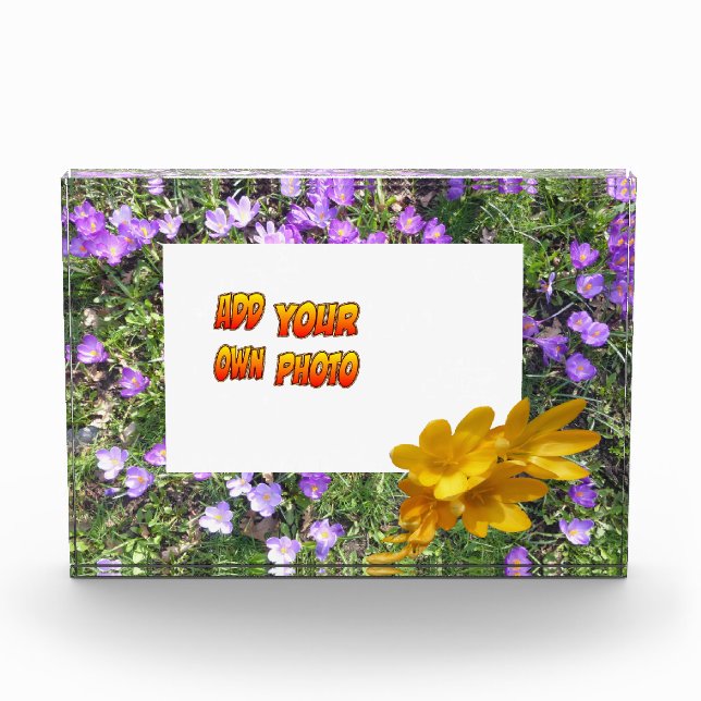 Lila Blumen Gelbe Kruste. Fotoblock (Vorderseite)