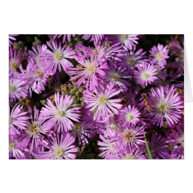 Lila Blumen-leere Karte (Vorderseite (Horizontal))