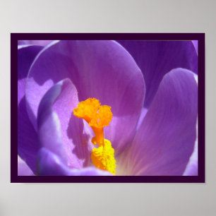 Lila Blumen Print Blue Crocus Poster Dekoration