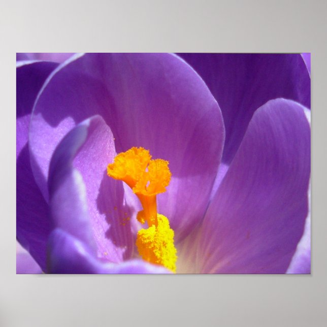 Lila Blumen Print Blue Crocus Print Deco Poster (Vorne)
