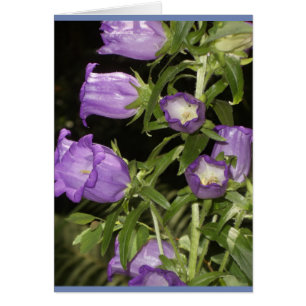 Lila Blumen von Giverny