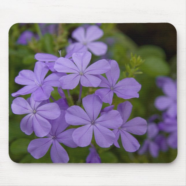 Lila Blumenblätter Mousepad (Vorne)