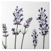 Lila BlumenBlumen des Lavendel-| Pastell