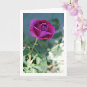 Lila Blumengartenrose Karte
