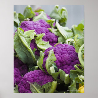 Lila Blumenkohl Poster
