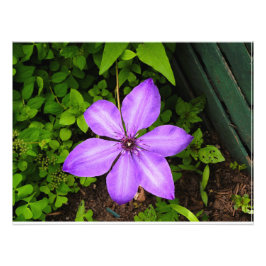 Lila Blumenmuster Fotodruck