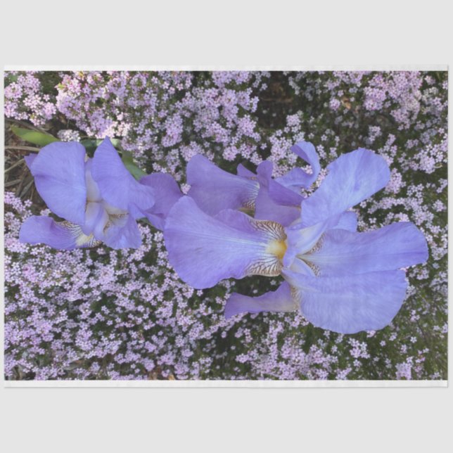Lila-Blumenpapier Seidenpapier (Vorderseite)