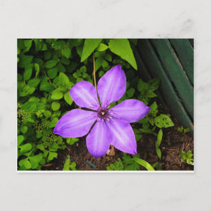 Lila Blumenpostkarte Postkarte