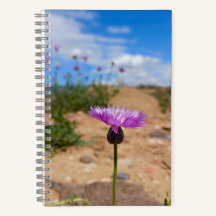 Lila Blüte Armeniens Sommer