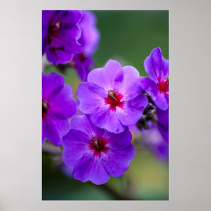 Lila Blüte Poster