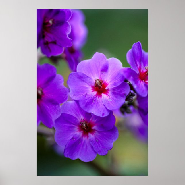 Lila Blüte Poster (Vorne)
