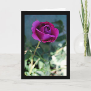 Lila Blütenrose Karte