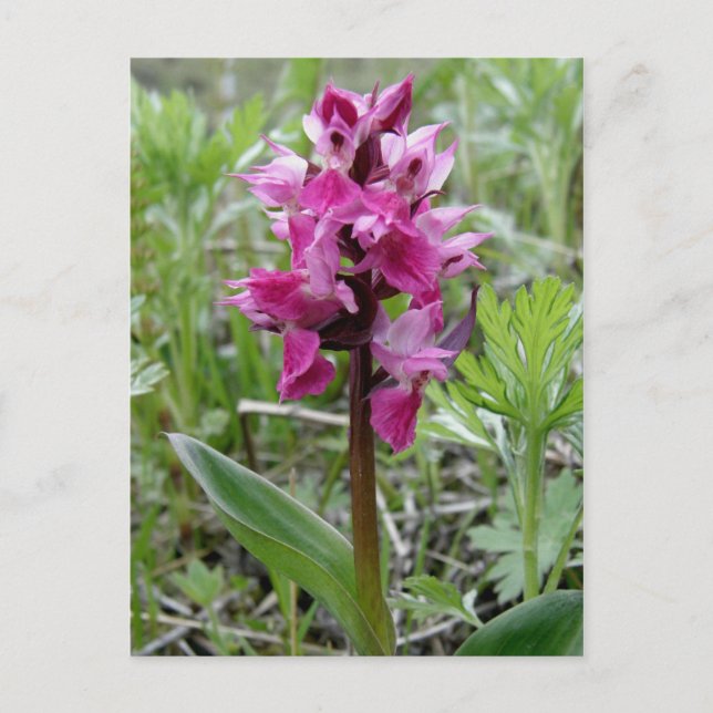 Lila Bog Orchid, Insel Unalaska Postkarte (Vorderseite)