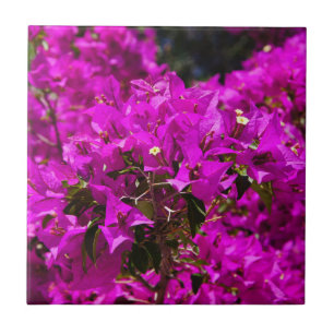 Lila Bougainvillea Blume Fliese