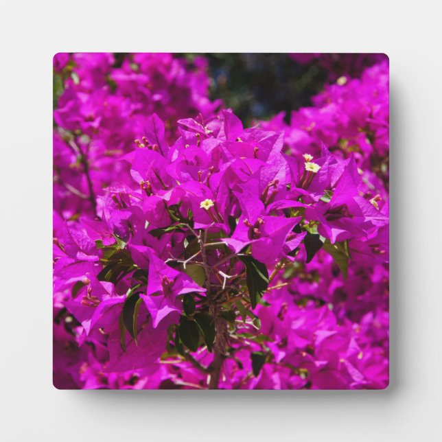 Lila Bougainvillea-Blume Fotoplatte (Vorderseite)