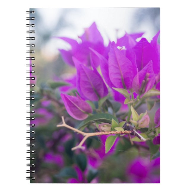 Lila Bougainvillea-Blume Notizblock (Vorderseite)