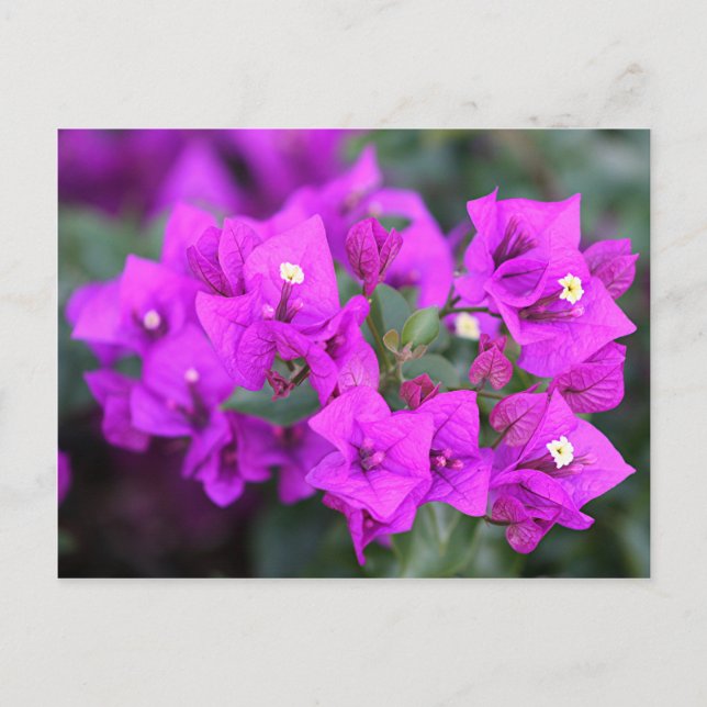 Lila Bougainvillea-Blume Postkarte (Vorderseite)