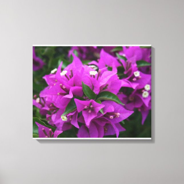 Lila Bougainvillea Leinwanddruck (Vorderseite)
